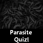 Parasite Quiz